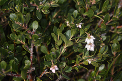Arctostaphylos pacifica