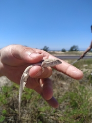 Liolaemus occipitalis