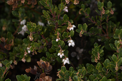 Arctostaphylos pacifica