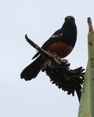 Thamnolaea cinnamomeiventris