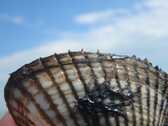 Anadara kagoshimensis