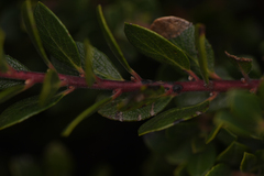Arctostaphylos pacifica