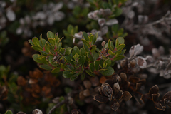 Arctostaphylos pacifica