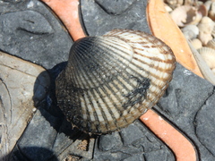 Anadara kagoshimensis