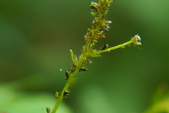 Impatientinum asiaticum