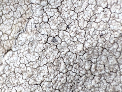 Pertusaria pseudocorallina