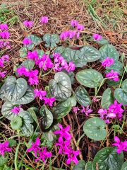 Cyclamen coum