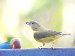Euphonia laniirostris