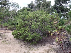 Arctostaphylos virgata
