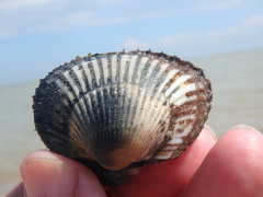 Anadara kagoshimensis