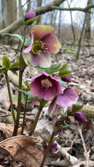 Helleborus orientalis