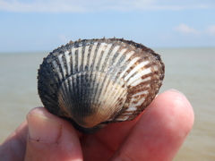 Anadara kagoshimensis