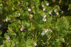 Arctostaphylos montaraensis