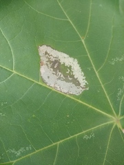 Phyllonorycter clemensella