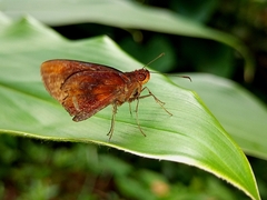 Miltomiges cinnamomea