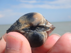 Anadara kagoshimensis