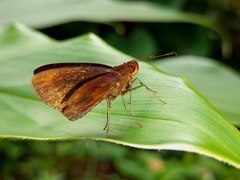 Miltomiges cinnamomea