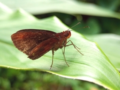 Miltomiges cinnamomea
