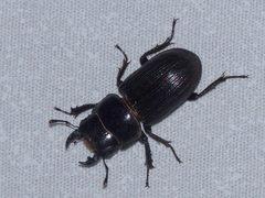 Dorcus parallelus
