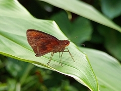 Miltomiges cinnamomea