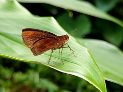Miltomiges cinnamomea