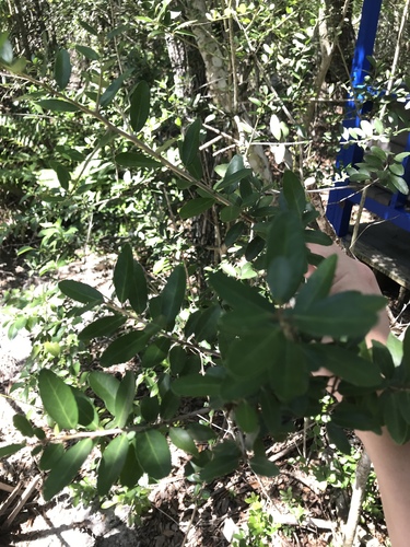 Ilex vomitoria