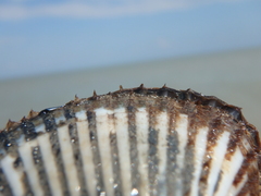 Anadara kagoshimensis