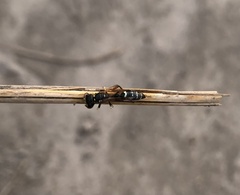 Trachypus denticollis