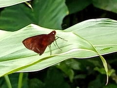 Miltomiges cinnamomea