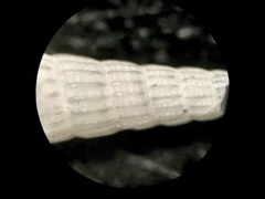 Turbonilla viridaria