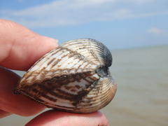 Anadara kagoshimensis