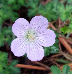 Geranium schiedeanum