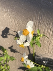 Bidens alba