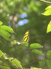 Philaethria diatonica