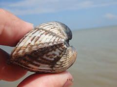 Anadara kagoshimensis