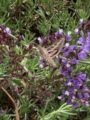 Hyles livornica