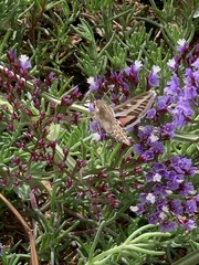 Hyles livornica