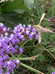 Hyles livornica