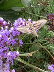 Hyles livornica