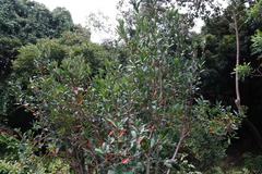 Burchellia bubalina