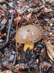 Suillus fuscotomentosus