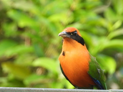 Baryphthengus martii