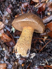 Suillus fuscotomentosus