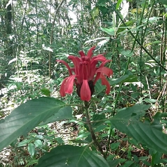 Justicia carnea