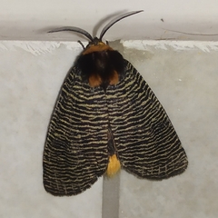 Graphelysia strigillata