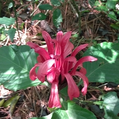 Justicia carnea