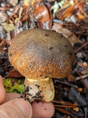 Suillus fuscotomentosus