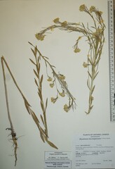 Erysimum inconspicuum