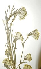 Erysimum inconspicuum