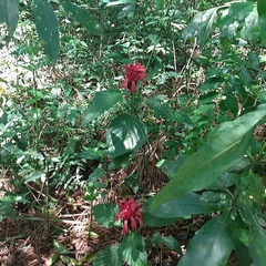 Justicia carnea